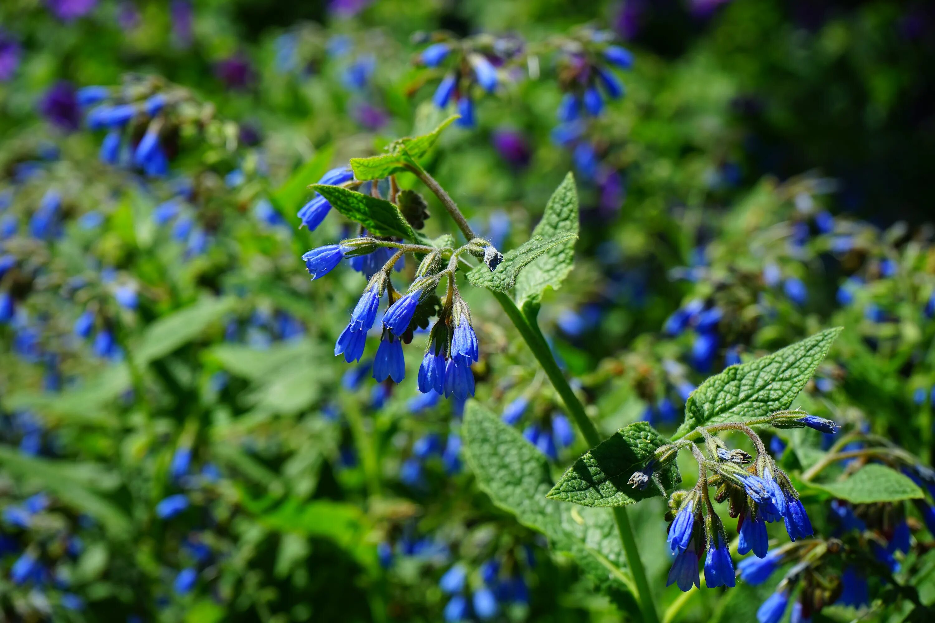 Растения с синими цветами фото Free Images : plant, leaf, flower, bell, spring, herb, blue, hanging, flora, flo