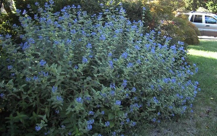 Растения с синими цветами фото Archive - Blue Mist Shrub Shrubs, Trees to plant, Landscape plan