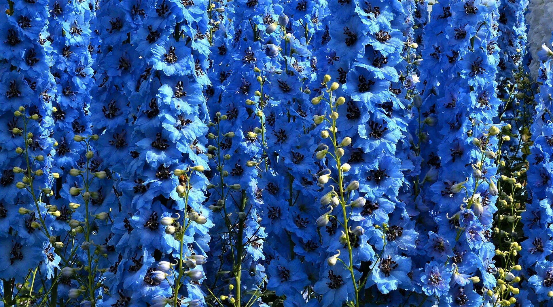 Растения с синими цветами фото Download Delphinium Blue Flower Background Wallpaper Wallpapers.com