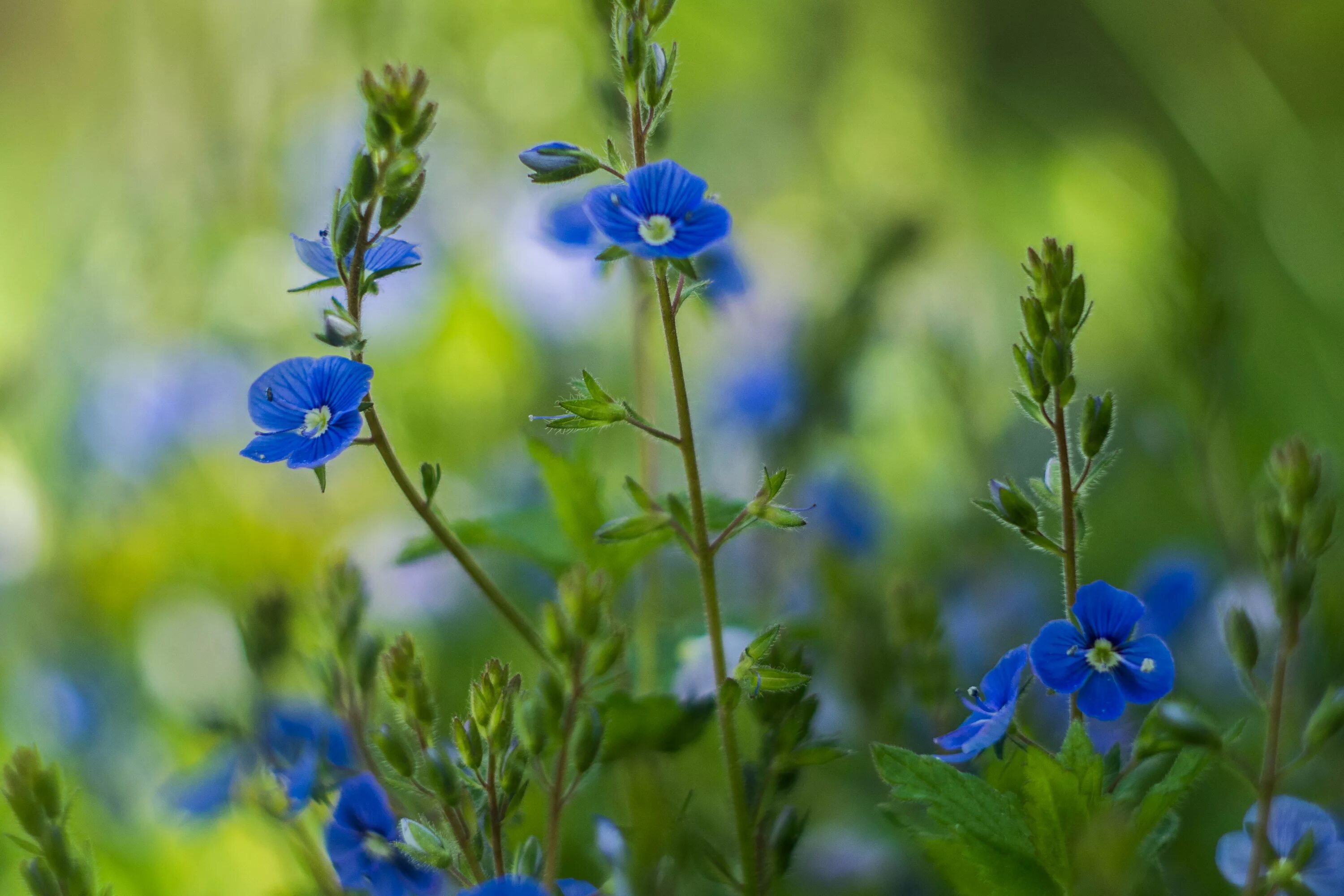 Растения с синими цветами фото Free photo: Little Blue Flowers - Bloom, Blue, Flowers - Free Download - Jooinn