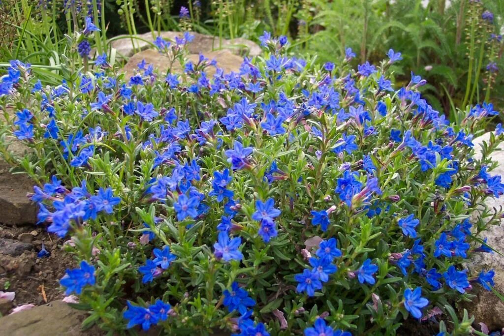 Растения с синими цветами фото Bush with blue flowers, Dark purple flowers, Blue flowers