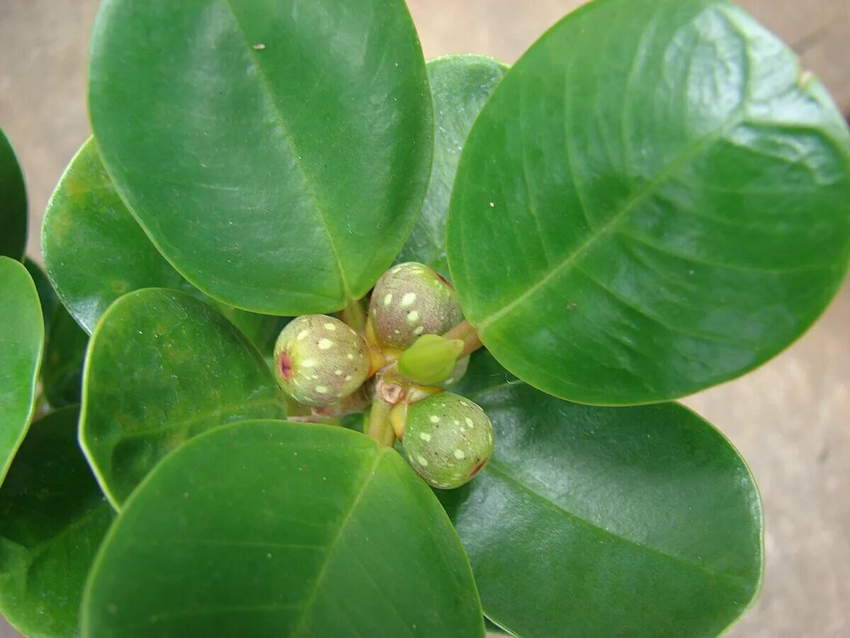 Растения с толстыми листьями фото File:Starr 070906-8988 Ficus deltoidea.jpg - Wikimedia Commons