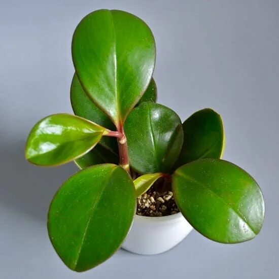 Растения с толстыми листьями фото 63 Most Beautiful Types of Peperomias Peperomia plant, Plant care houseplant, Pl