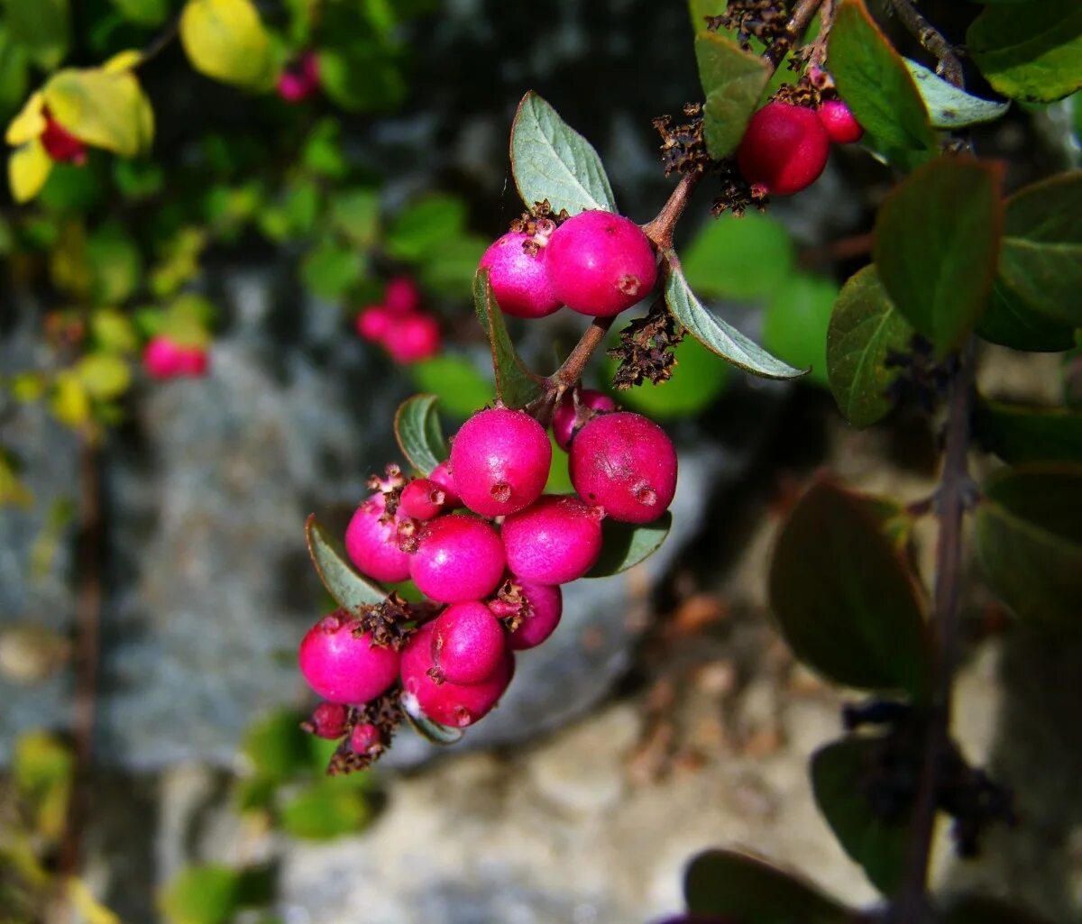 Растения с ягодами фото Free Images : tree, nature, branch, blossom, fruit, berry, leaf, flower, food, p