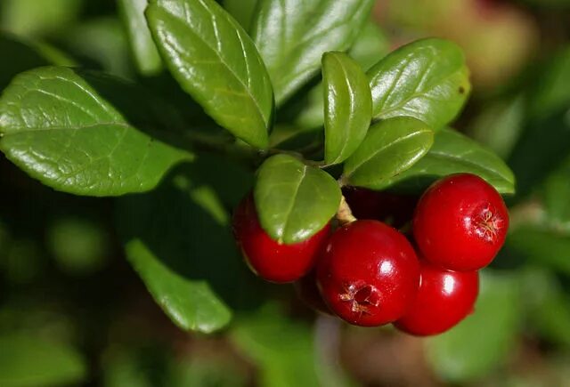 Растения с ягодами фото File:Cowberries (2809923431).jpg - Wikipedia