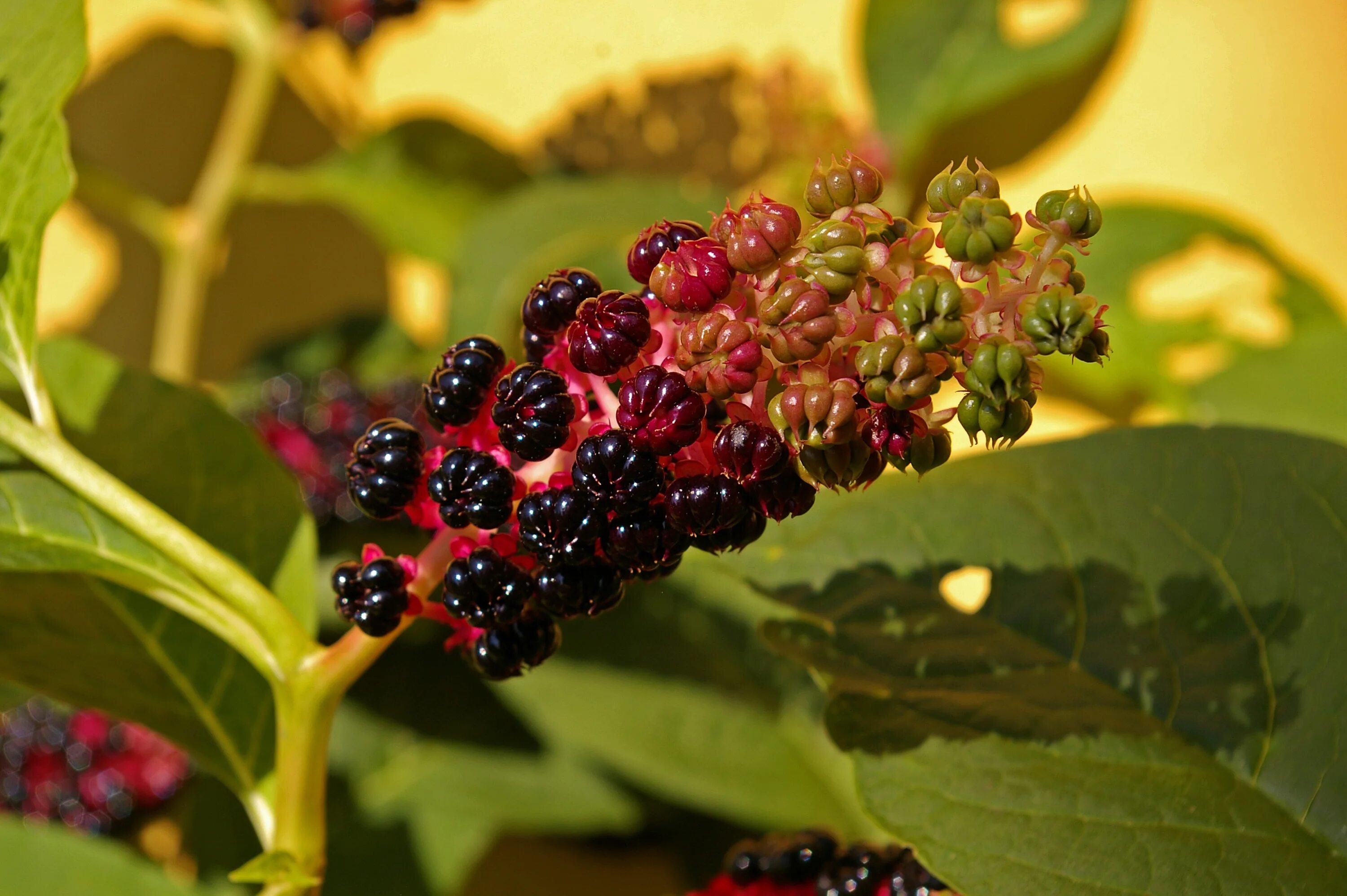 Растения с ягодами фото Free Images : nature, fruit, berry, leaf, flower, bloom, summer, ripe, bush, fol