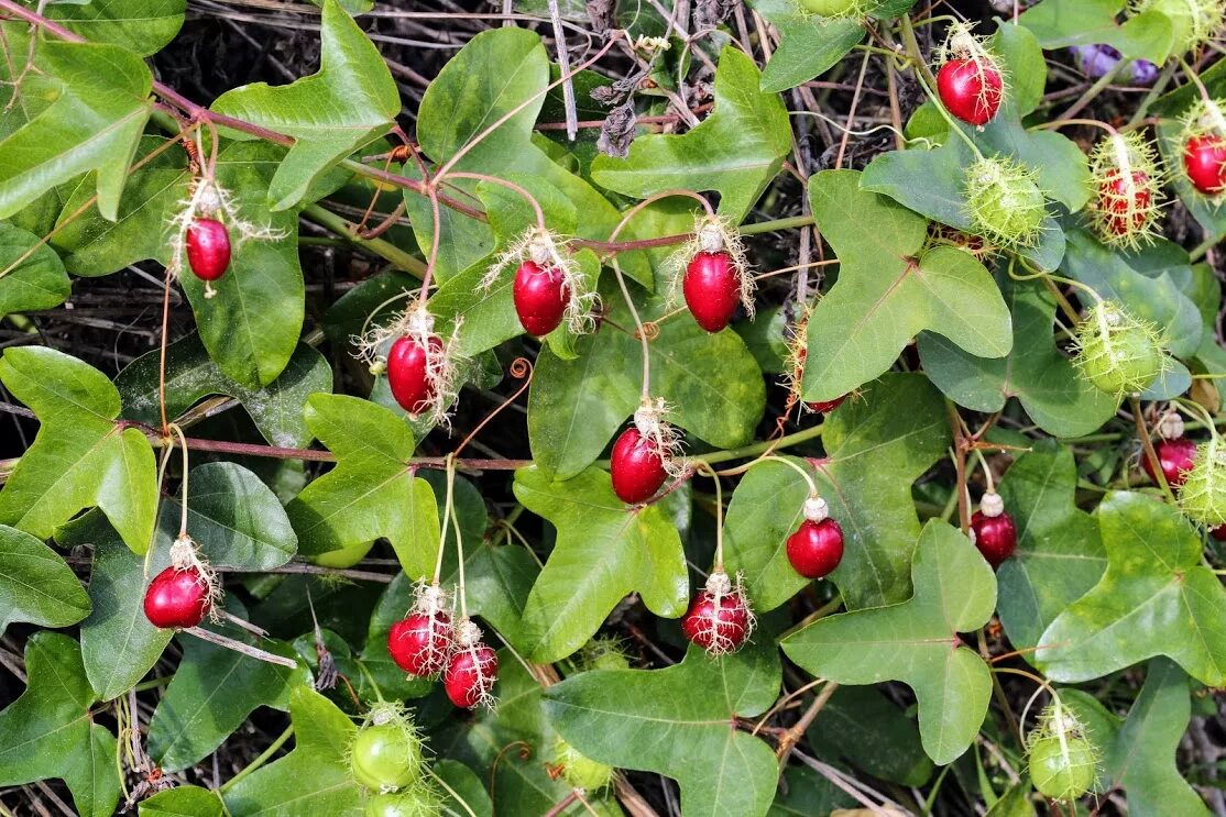 Растения с ягодами фото Passiflora foetida - Image of an specimen - Plantarium