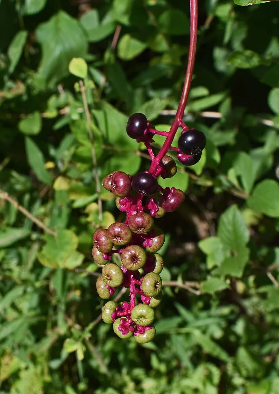 Растения с ягодами фото и названия ripening pokeweed berries, berries, pokeweed, plant, black, nature, poison, flor