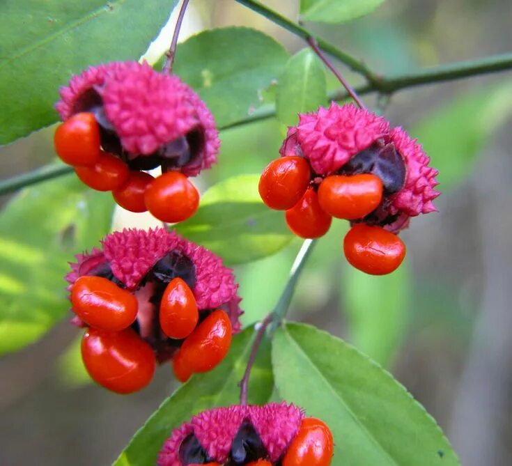 Растения с ягодами фото и названия Hearts A BUSTIN BUSH #MayaGardenInc Seed pods, Strawberry plants, Strawberry bus