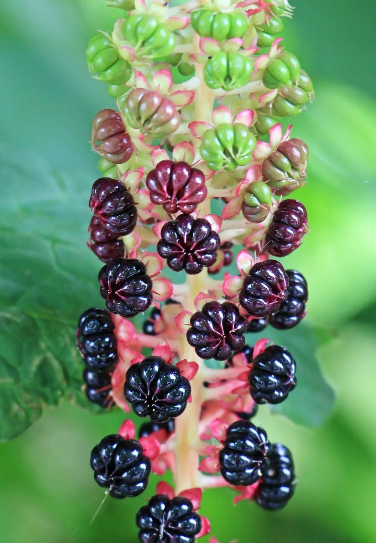 Растения с ягодами фото и названия Free Images : nature, branch, berry, leaf, flower, food, red, produce, botany, f