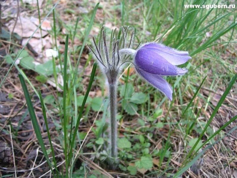 Растения самарской области фото и описание Природа Самарской Луки. Фото Алексея Сергушкина / Самара и губерния - областной 