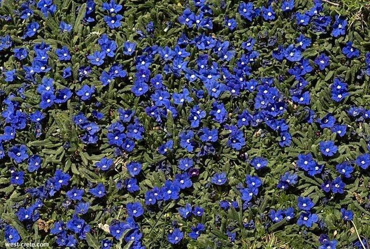 Растения синего цвета фото Anchusa cespitosa Plants, Plant stand, Container plants