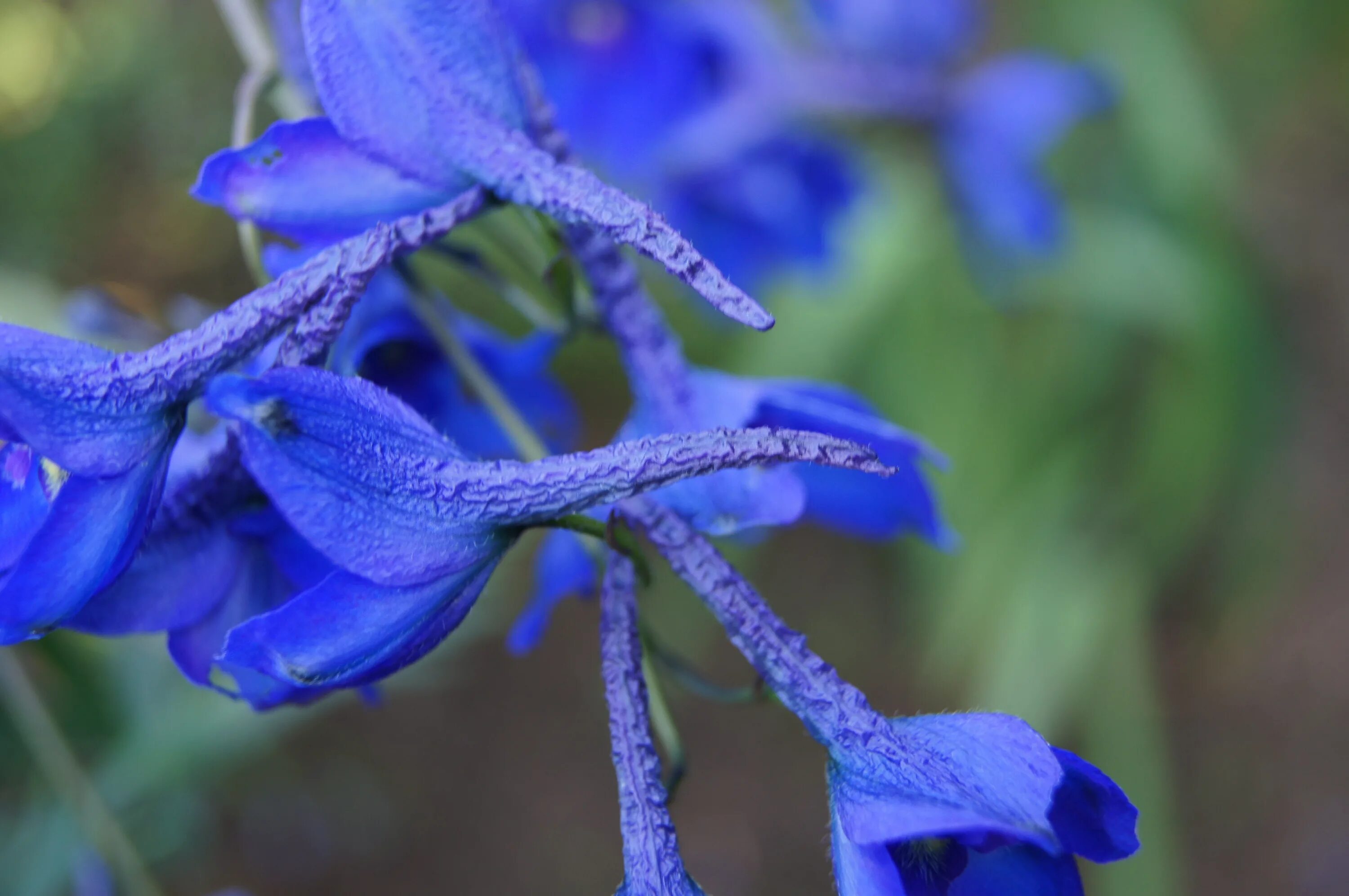 Растения синего цвета фото Free Images : nature, flower, petal, herb, blue, flora, wildflower, plant a gard