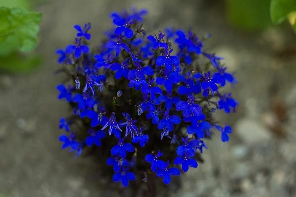 Растения синего цвета фото Crystal Palace Lobelia Giardino blu, Bellissimi fiori, Giardinaggio da favola