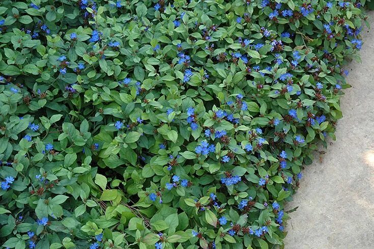 Растения синего цвета фото Plumbago (Ceratostigma plumbaginoides) at Oakland Nurseries Inc Ground cover, Pe