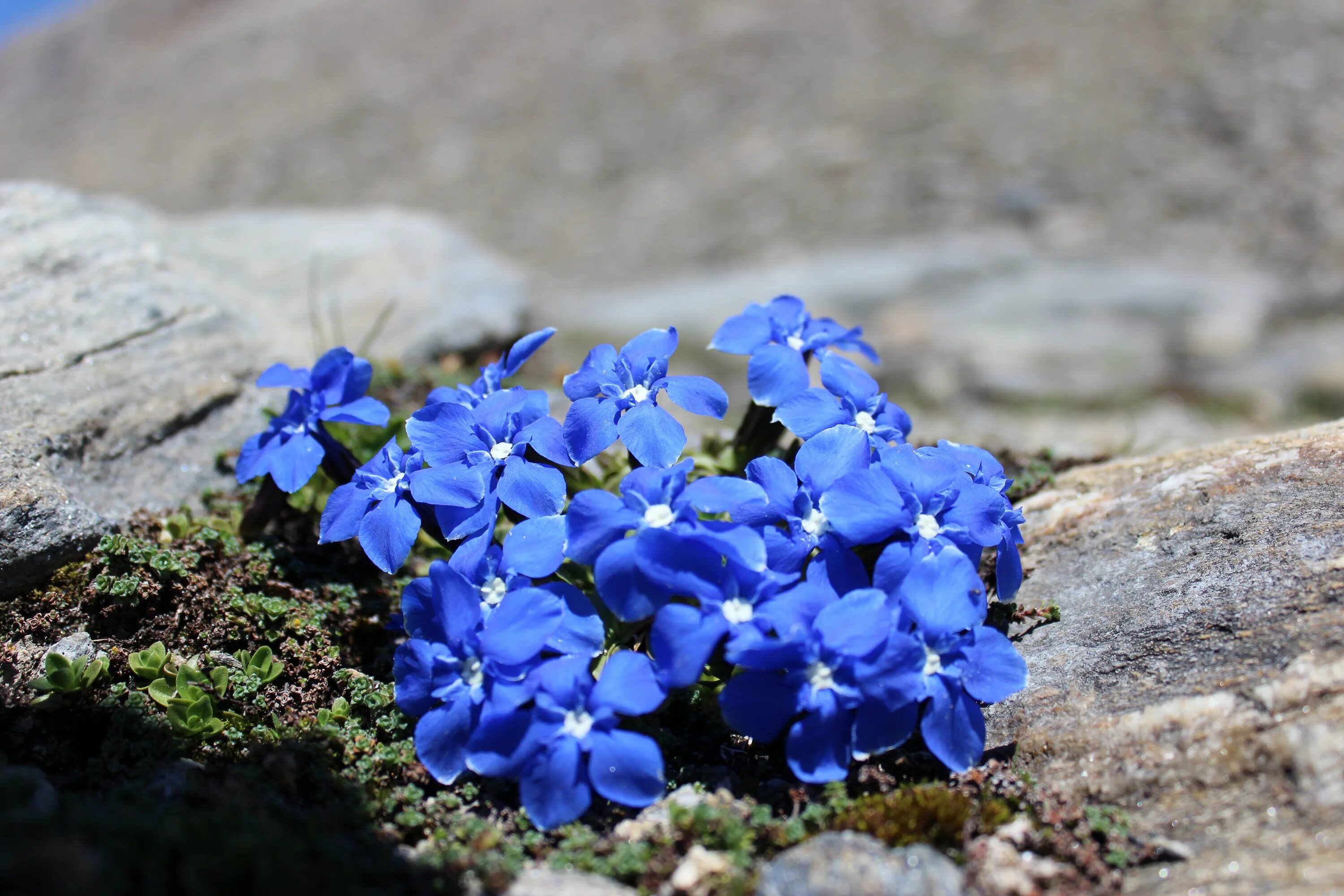 Растения синего цвета фото Free Images : nature, rock, blossom, petal, bloom, botany, flora, wild flower, w