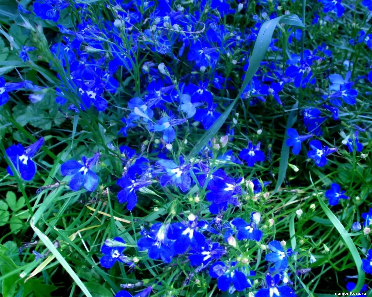 Растения синего цвета фото Blue, dark blue, flowers x - Wallpapers, photografies, photo-wallpapers. Best qu