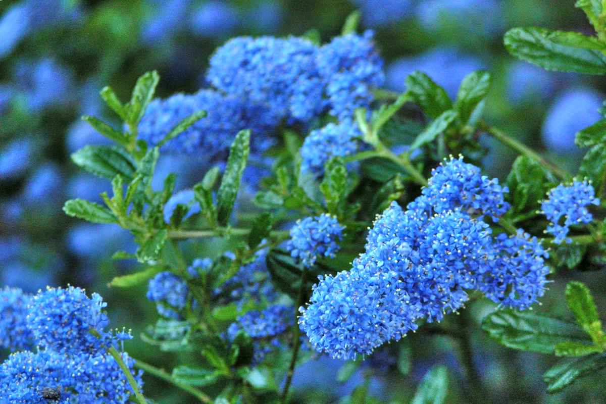 Растения синего цвета фото с названиями Ceanothus, blue flower shrub in spring, planting and care