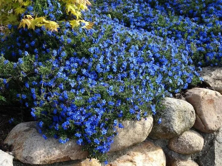 Растения синего цвета фото с названиями Litodora - Lithodora - Lithodora - Perenni - Litodora - Lithodora - Perenni Pian