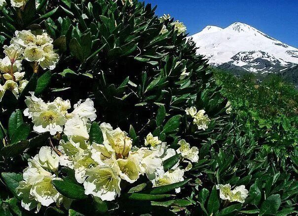 Растения сочи фото Mountains flowers