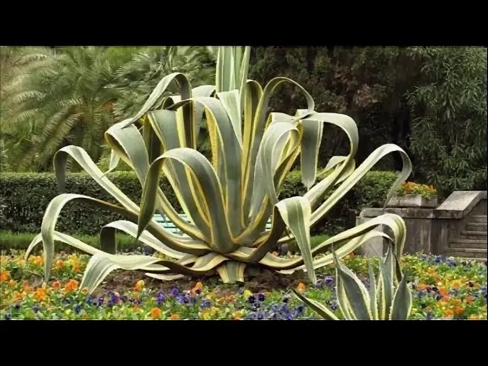 Растения сочи фото и описание ЭКЗОТИЧЕСКИЕ РАСТЕНИЯ / ВЕЛИКОЛЕПНЫЙ ДИЗАЙН / exotic plants in the garden. - You