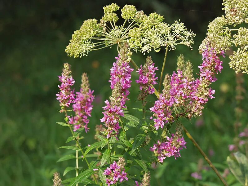 Растения средней полосы фото названия Lythrum salicaria - Image of an specimen - Plantarium