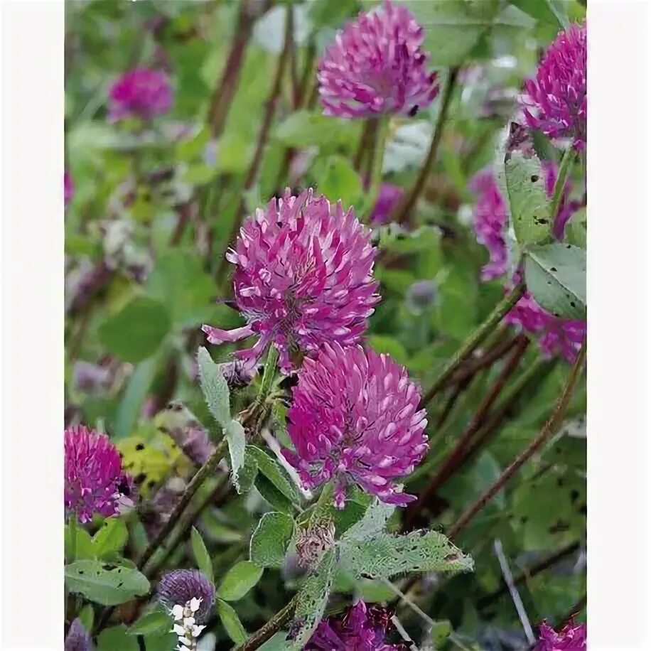 Растения средней полосы фото названия Trèfle Violet Rozeta (trifolium Pratense) - Graines Baumaux Semis, Oidium, Luzer