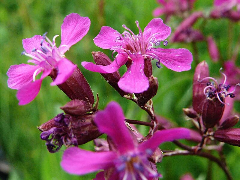 Растения средней полосы фото названия Viscaria vulgaris - Image of an specimen - Plantarium