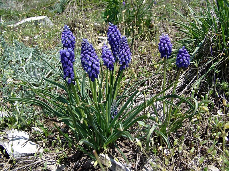 Растения ставропольского края фото и описание Muscari armeniacum - Image of an specimen - Plantarium