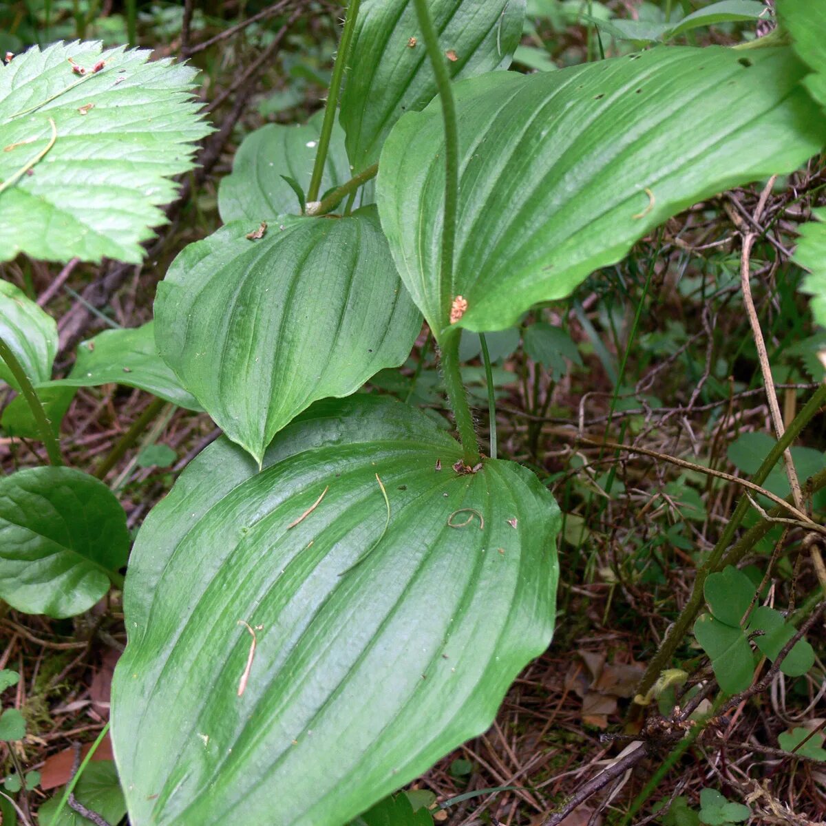 Растения свердловской области фото Cypripedium guttatum - Изображение особи - Плантариум