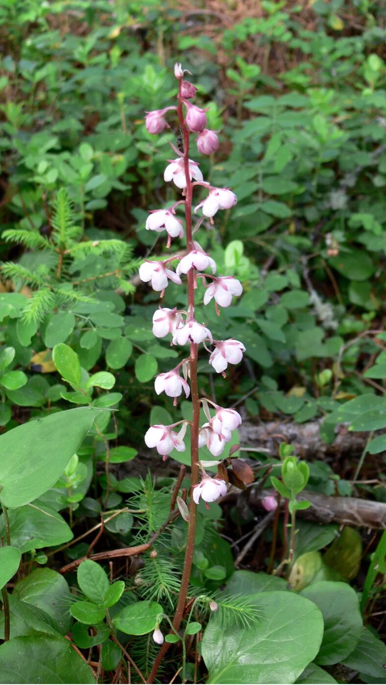 Растения свердловской области фото Pyrola incarnata - Image of an specimen - Plantarium