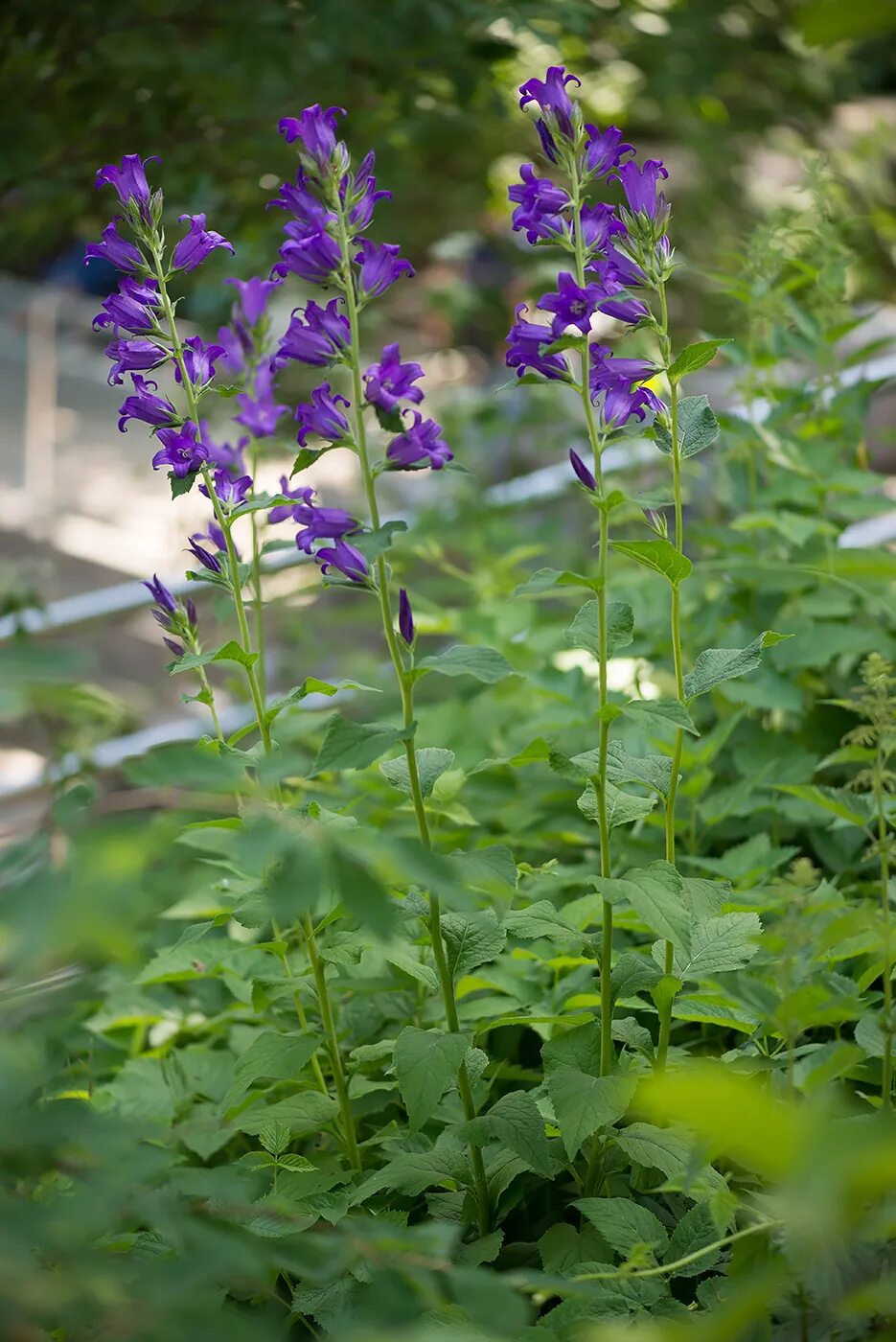 Растения свердловской области фото Campanula latifolia - Image of an specimen - Plantarium