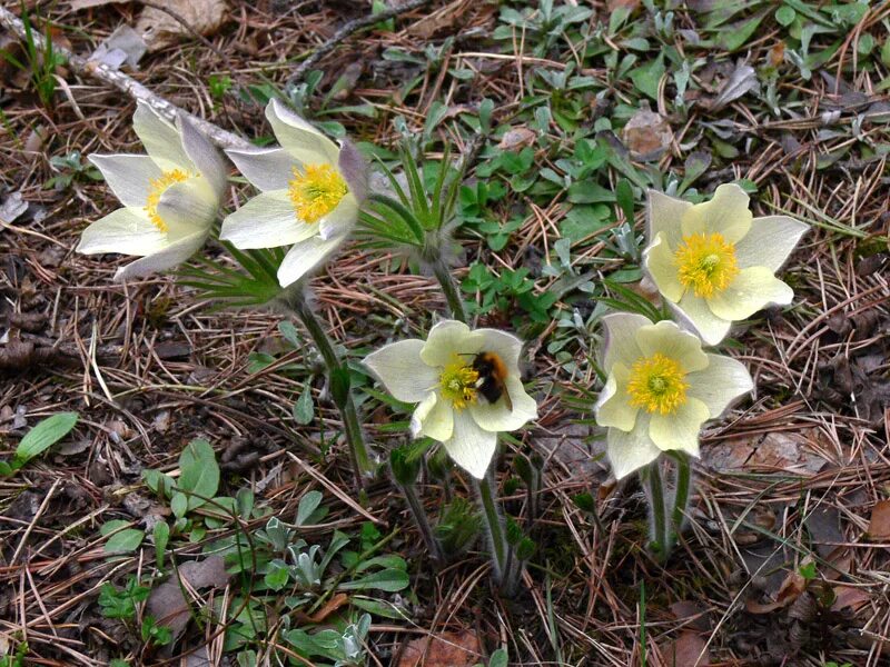 Растения свердловской области фото Pulsatilla uralensis - Image of an specimen - Plantarium