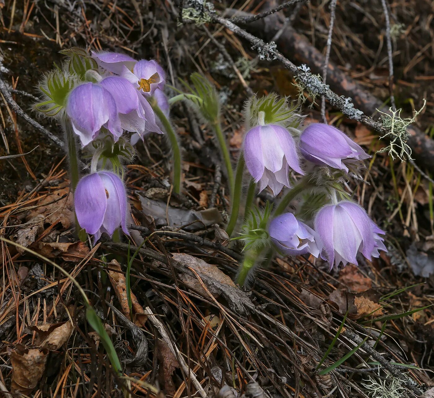 Растения свердловской области фото Pulsatilla patens - Image of an specimen - Plantarium