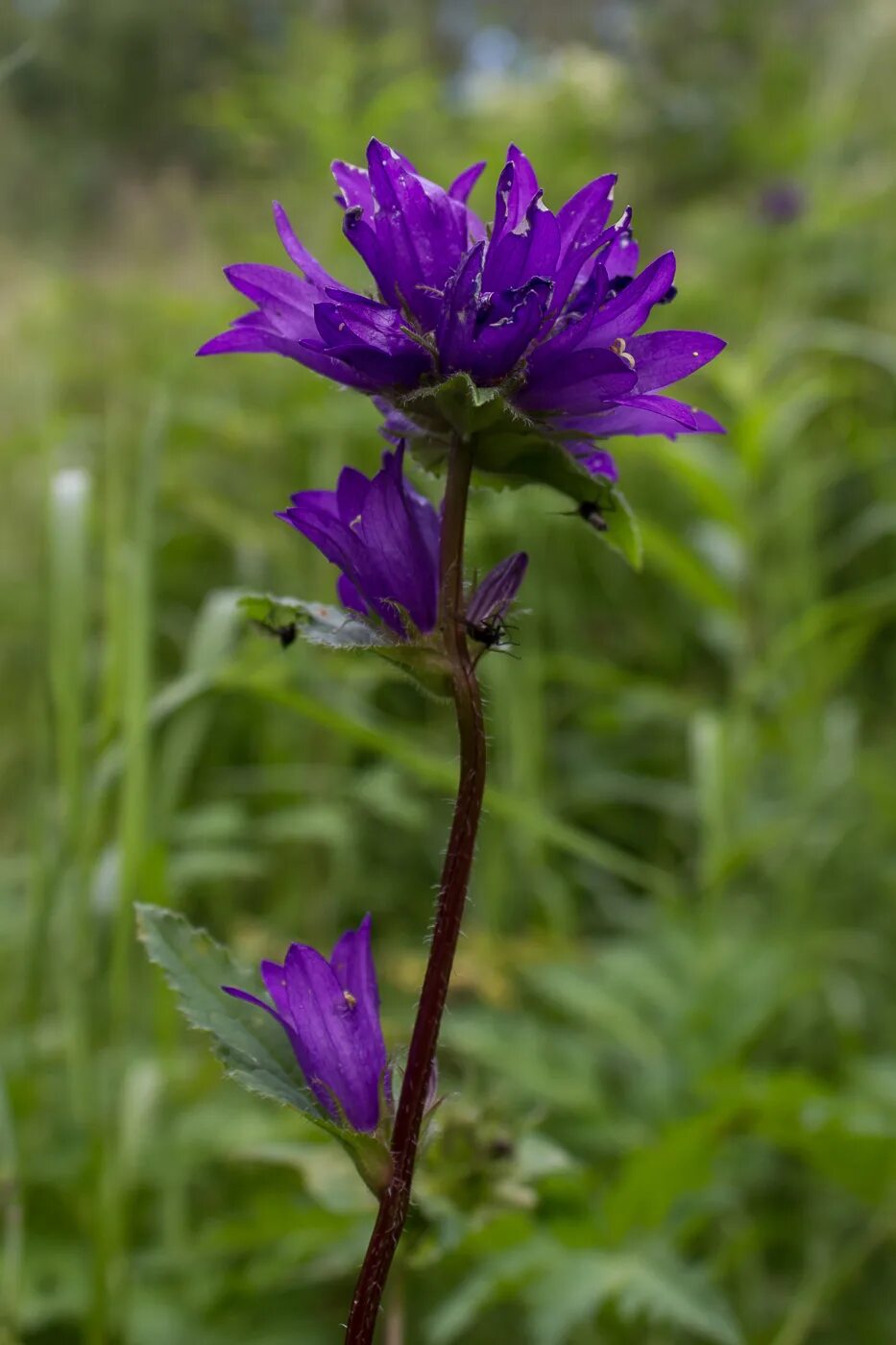 Растения свердловской области фото Campanula glomerata - Image of an specimen - Plantarium