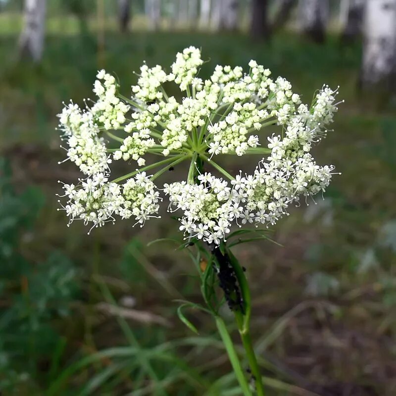 Растения свердловской области фото Kadenia dubia - Image of an specimen - Plantarium