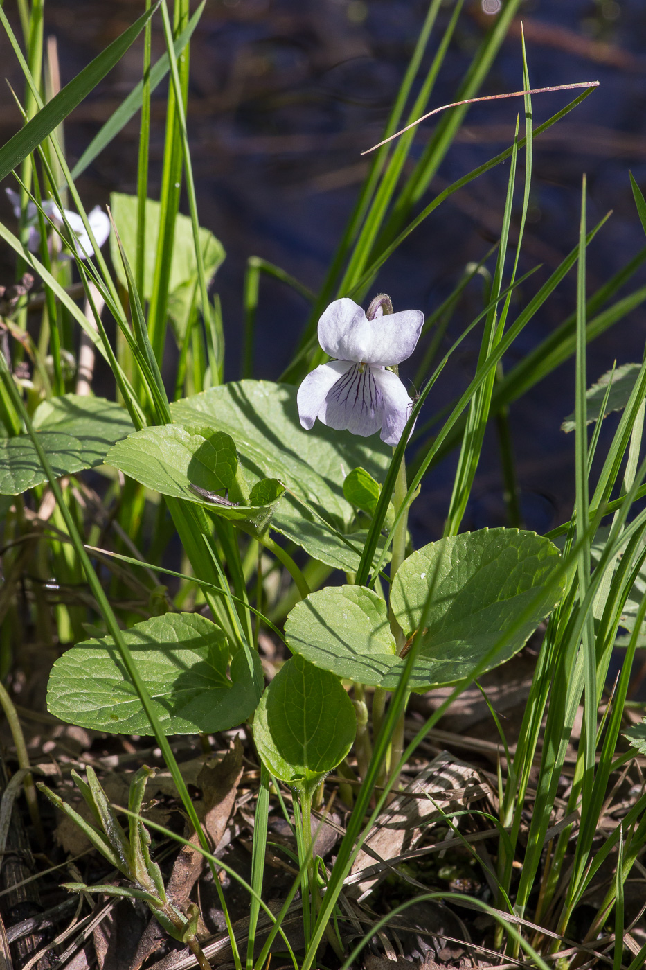 Растения свердловской области фото Viola epipsila - Image of an specimen - Plantarium