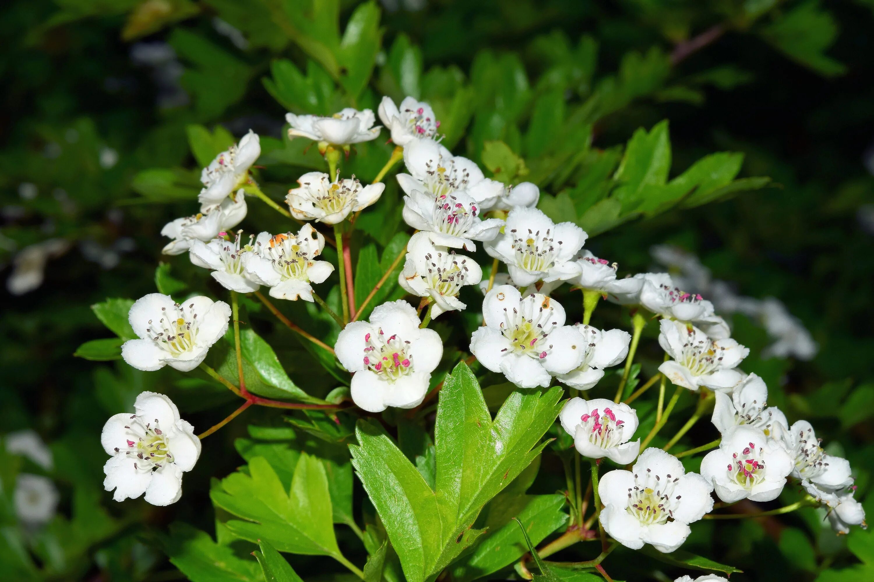 Растения цветущие белым фото и названия Free Images : branch, blossom, fruit, berry, flower, bush, food, produce, botany