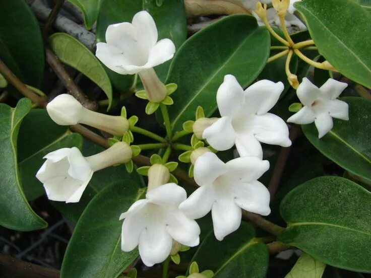 Растения цветущие белым фото и названия Stephanotis floribunda o Jazmín de Madagascar, una trepadora de interior Jazmin 