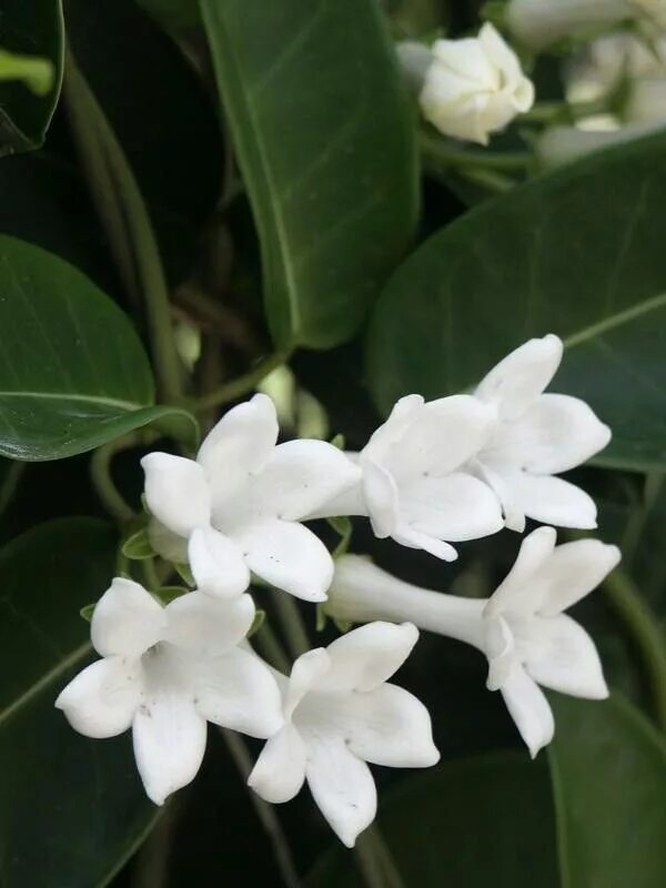 Растения цветущие белым фото и названия Pua Male - Stephanotis Jasmim de madagascar, Flores de cera, Flores mais popular