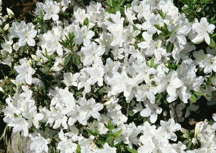 Растения цветущие белым фото и названия 10 Best Shrubs With White Flowers White flowering shrubs, Bush with white flower