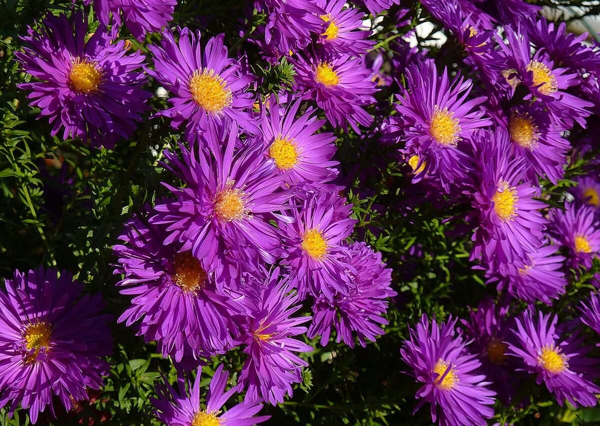 Растения цветущие осенью названия и фото Free Images : table, petal, bloom, balcony, bouquet, blue, garden, pink, flora, 