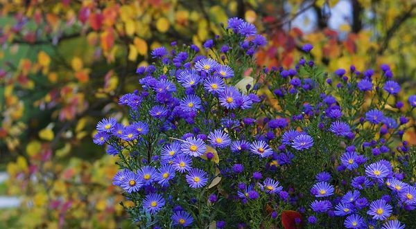 Растения цветущие осенью названия и фото астры многолетние Plants, Garden