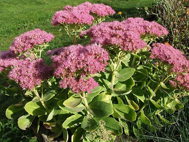 Растения цветущие осенью названия и фото File:Sedum spectabilum a1.jpg - Wikipedia