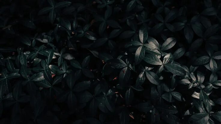 Растения темное фото plant, leaves, dark 4k Plant, Leaves, Dark Backyard garden layout, Small backyar