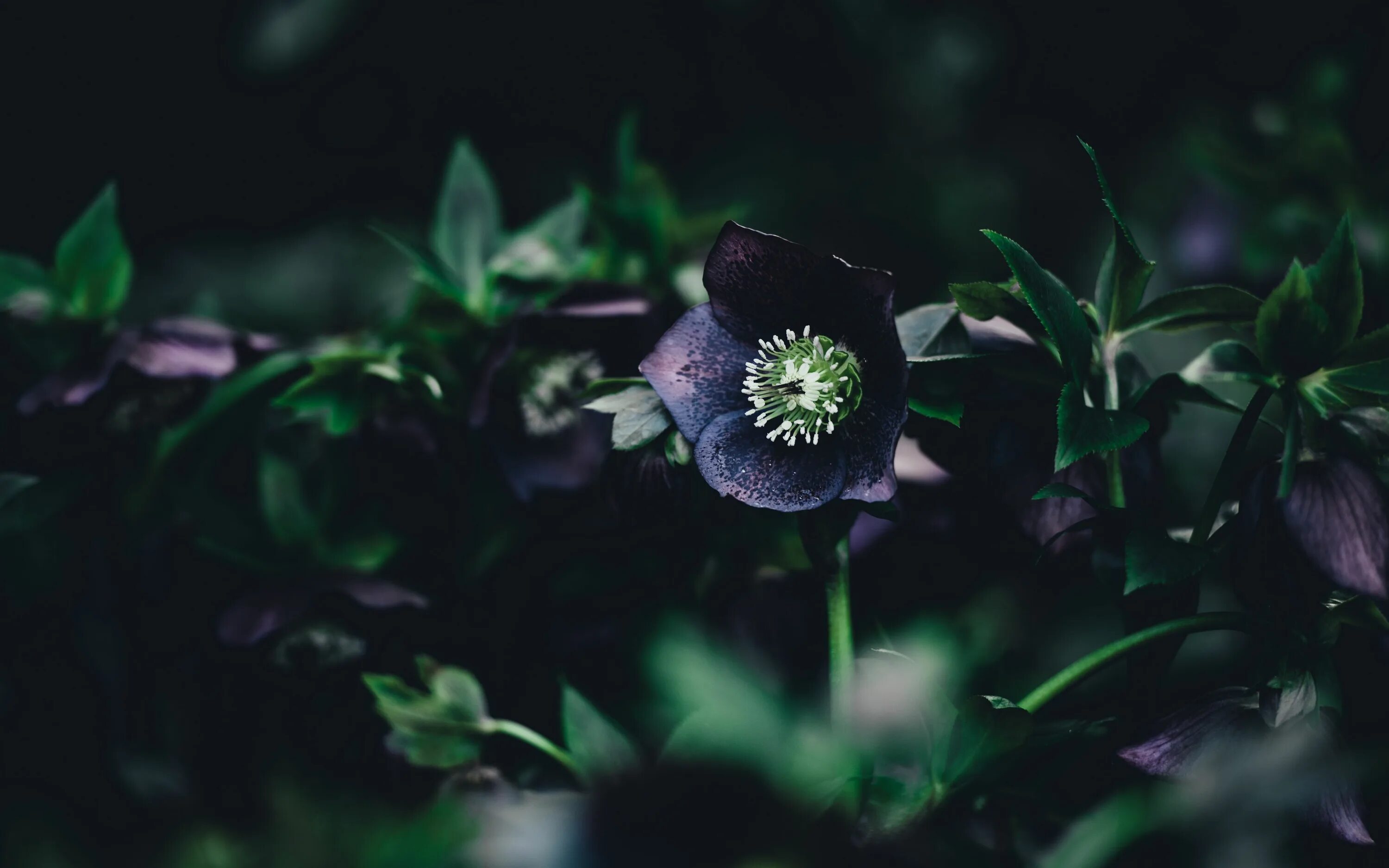 Растения темное фото Download wallpaper 3840x2400 flower, dark, leaves 4k ultra hd 16:10 hd backgroun