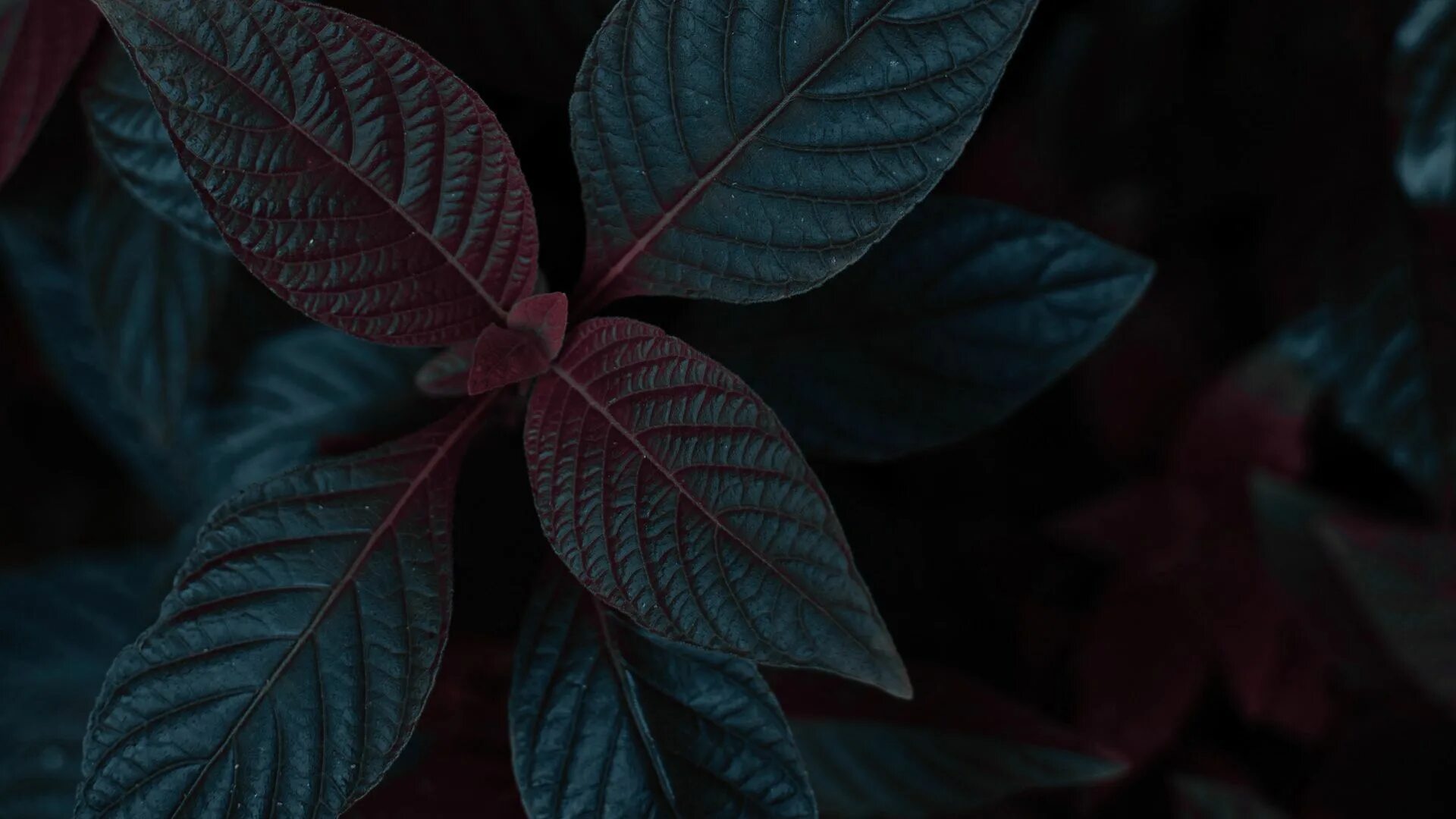 Растения темное фото Download wallpaper 1920x1080 plant, leaves, dark, stem full hd, hdtv, fhd, 1080p