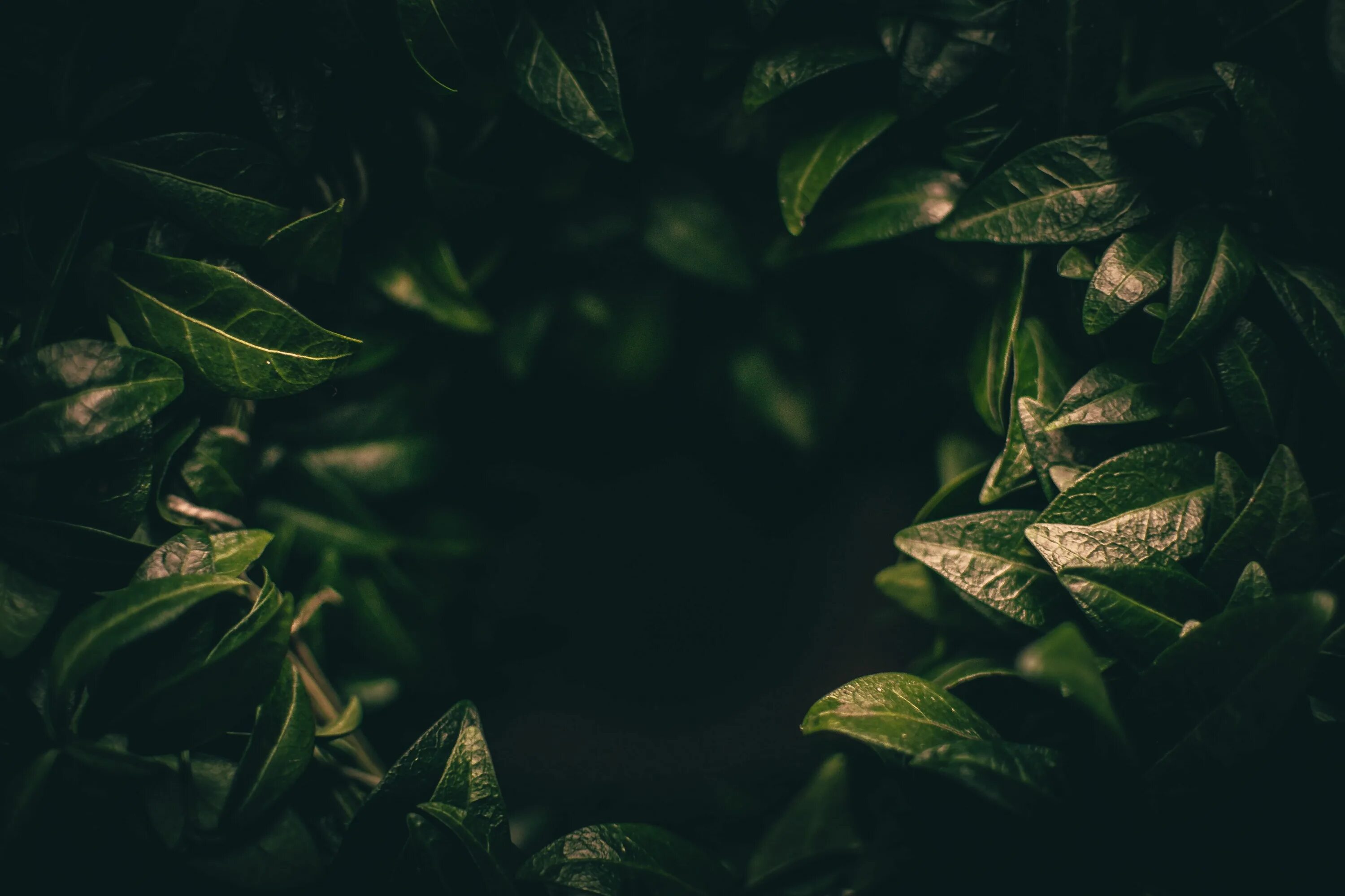 Растения темное фото #leaves #dark #plant #green #blur #closeup #4K #wallpaper #hdwallpaper #desktop 