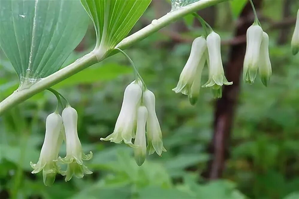 Растения тульской фото Купена многоцветковая (Polygonatum multiflorum). Фото на сайте "Грибы: информаци