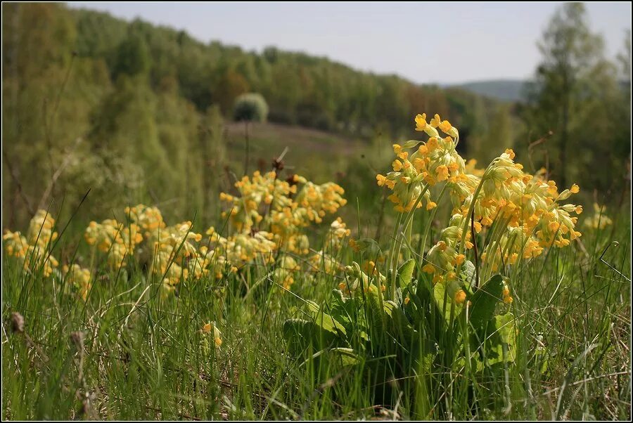 Растения тульской фото Primula veris - Image of an specimen - Plantarium